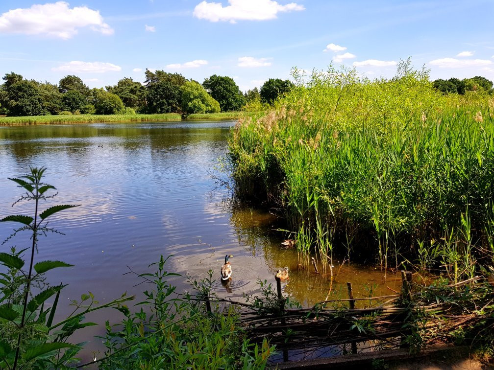 Frensham Little Pond景点图片