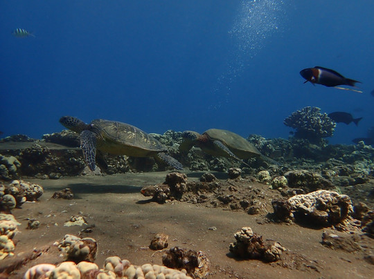 Banyan Tree Divers Maui-拉海纳必去景点