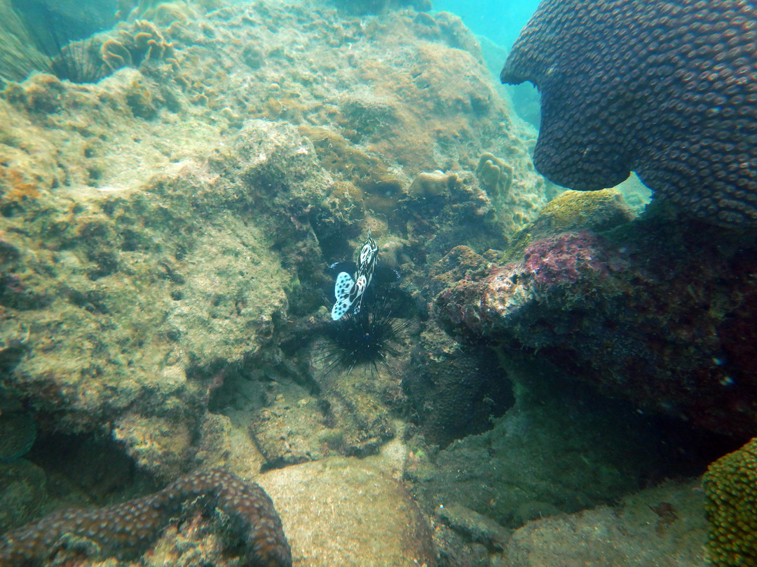 BB Divers Koh Mak-玛岛必去景点