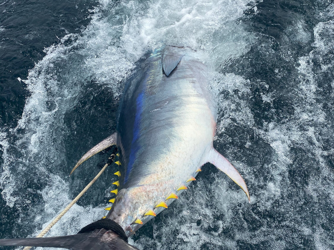 Shark Shark Tuna Fishing Charters景点图片