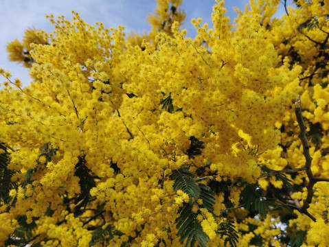 Mirador De Los Ranchos.-Galapagar必去景点