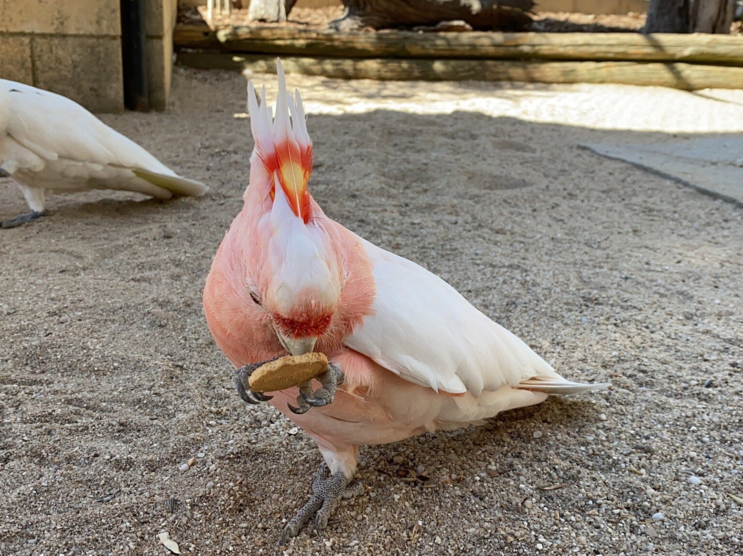 Kyabram Fauna Park-Kyabram必去景点