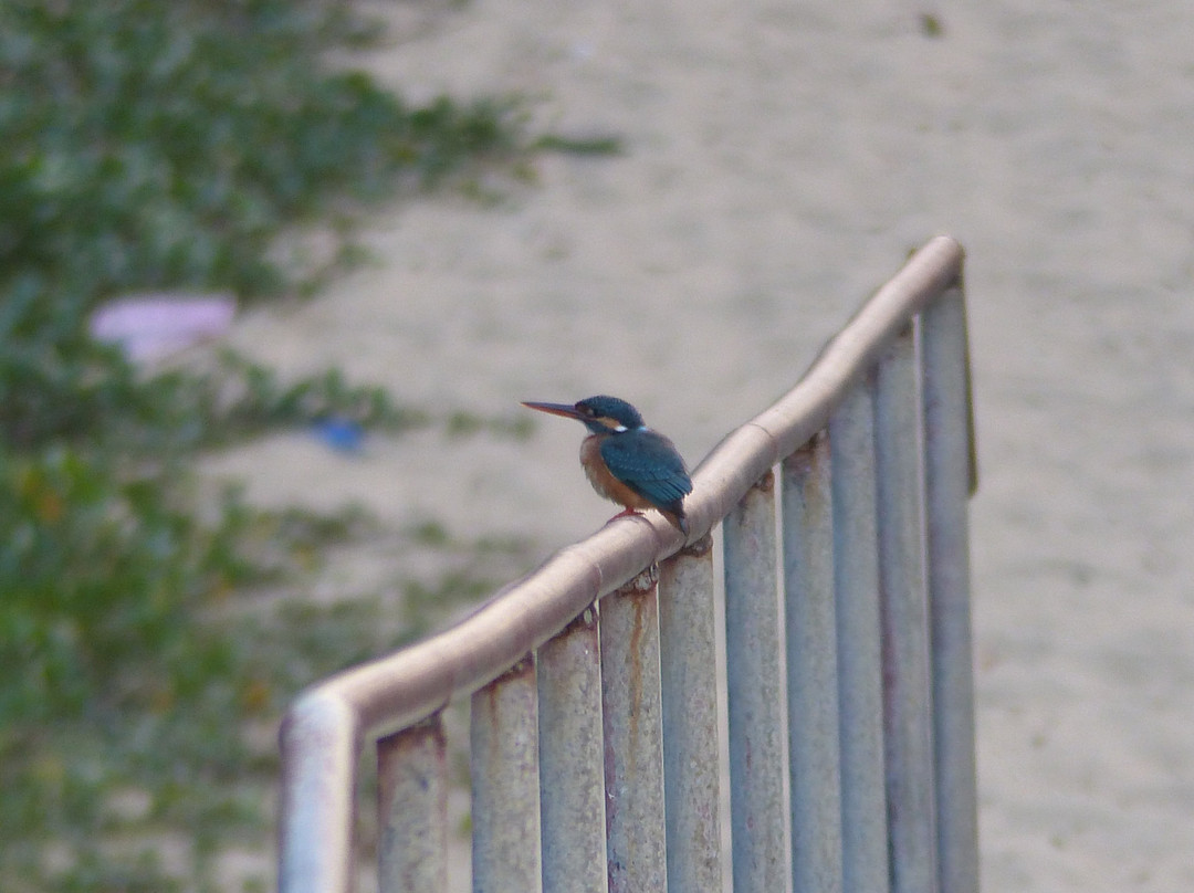 Sterling Goa Varca主图