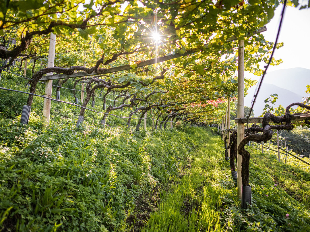 Kellerei Cantina Heiner.-博尔扎诺必去景点