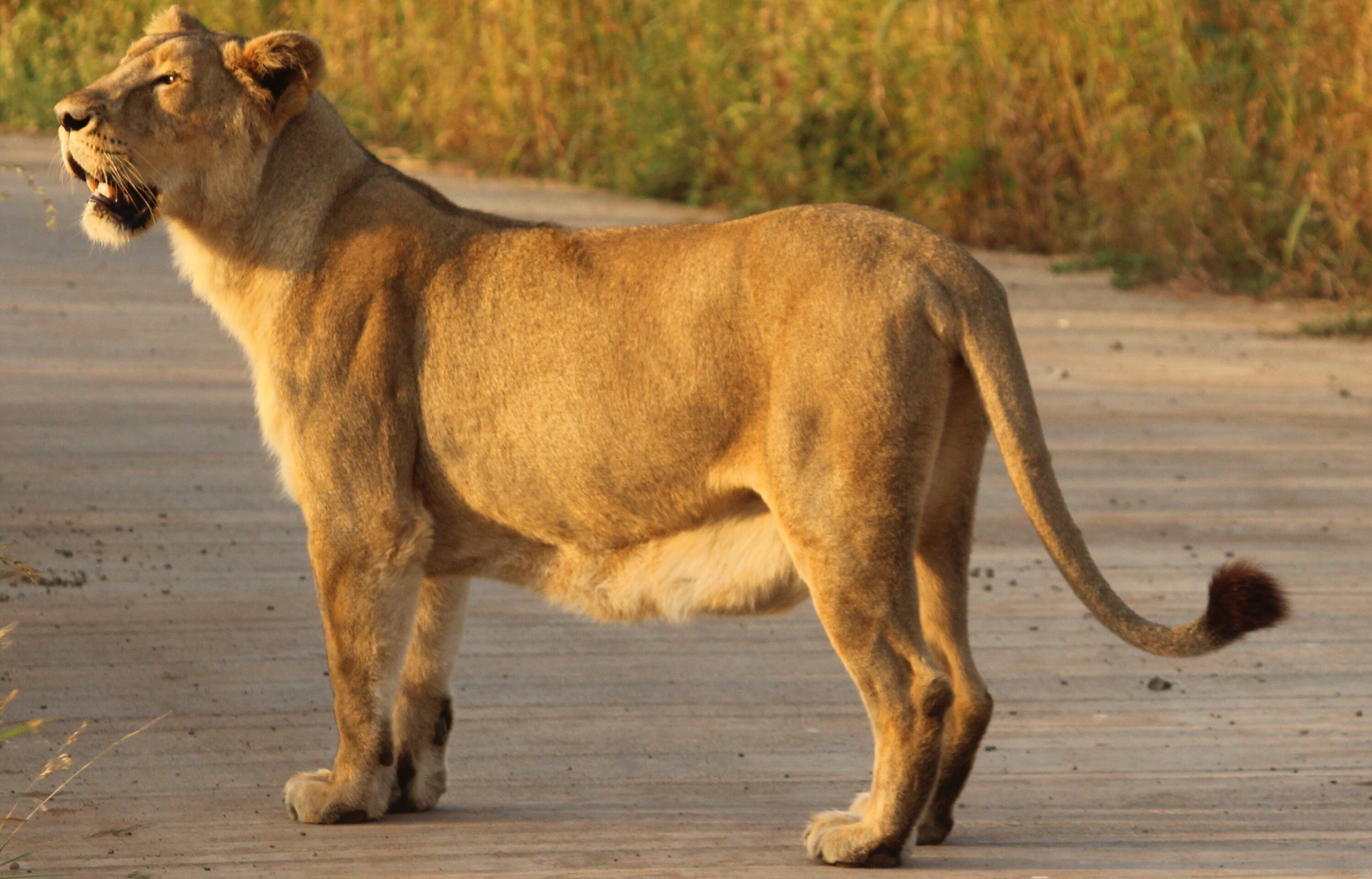 The Lioness Resort-官方