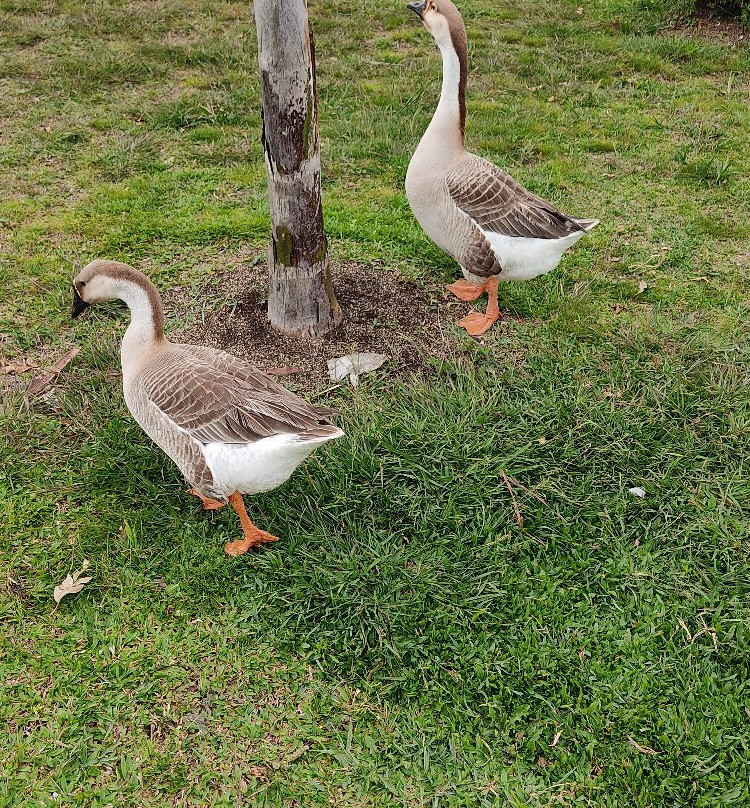Parque do Lago景点图片