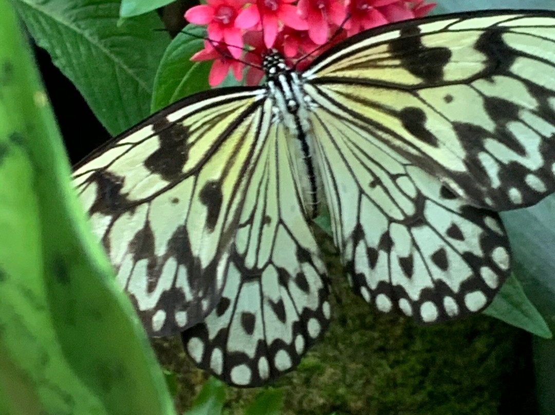 蝴蝶热带雨林-盖恩斯维尔必去景点