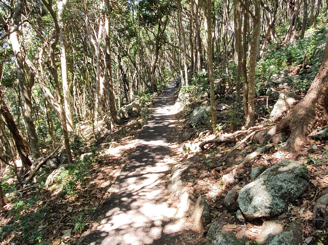 Ocean View Lookout Track