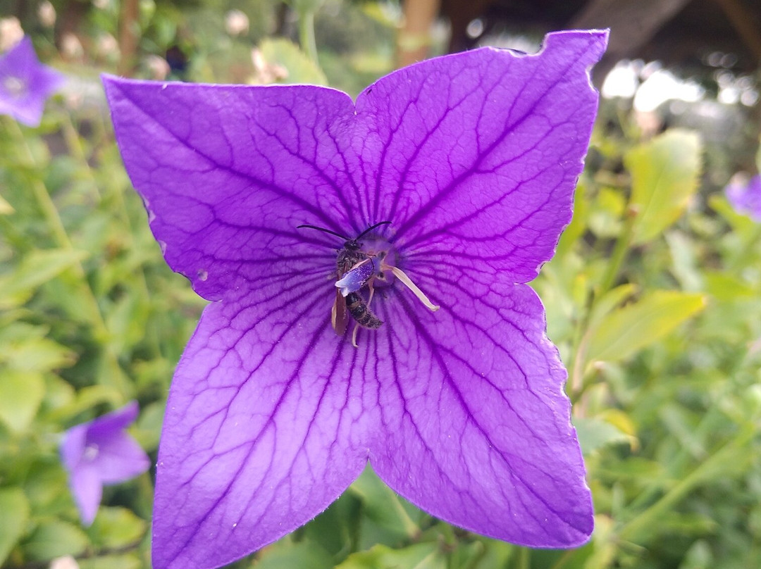 旧芝离宫恩赐庭园景点图片