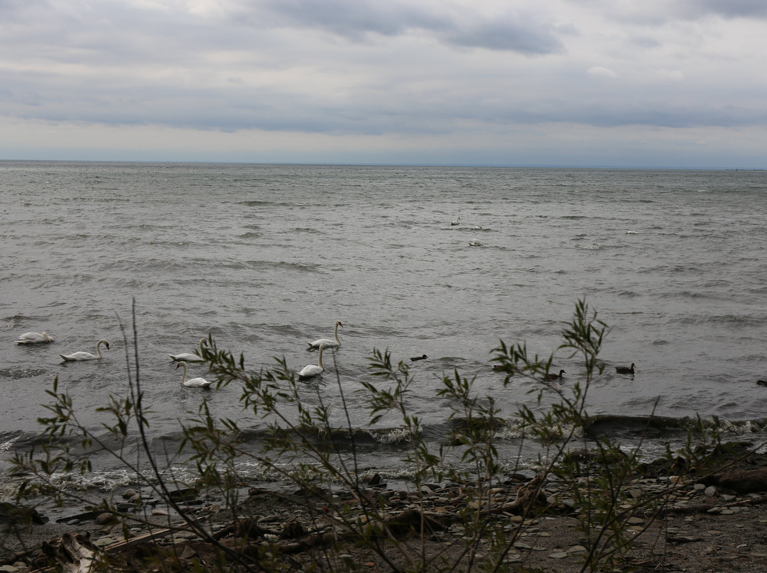 Brueckner Rhododendron Gardens-米西索加必去景点