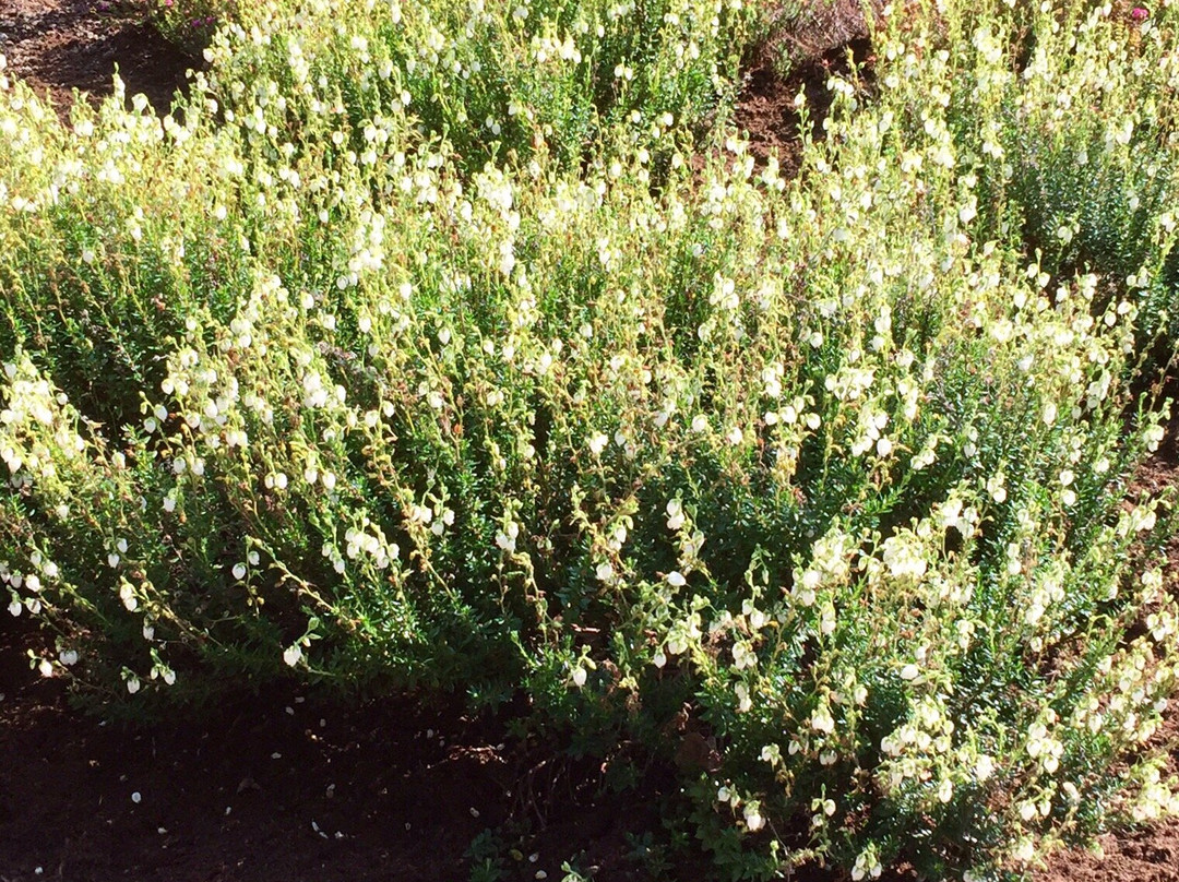 Heidegarten im Höepen-Schneverdingen必去景点