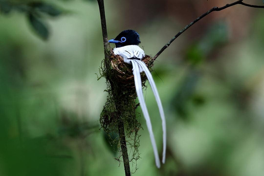 Kawag Nature Lodge主图