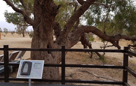Burke and Wills Tree-Thargomindah必去景点