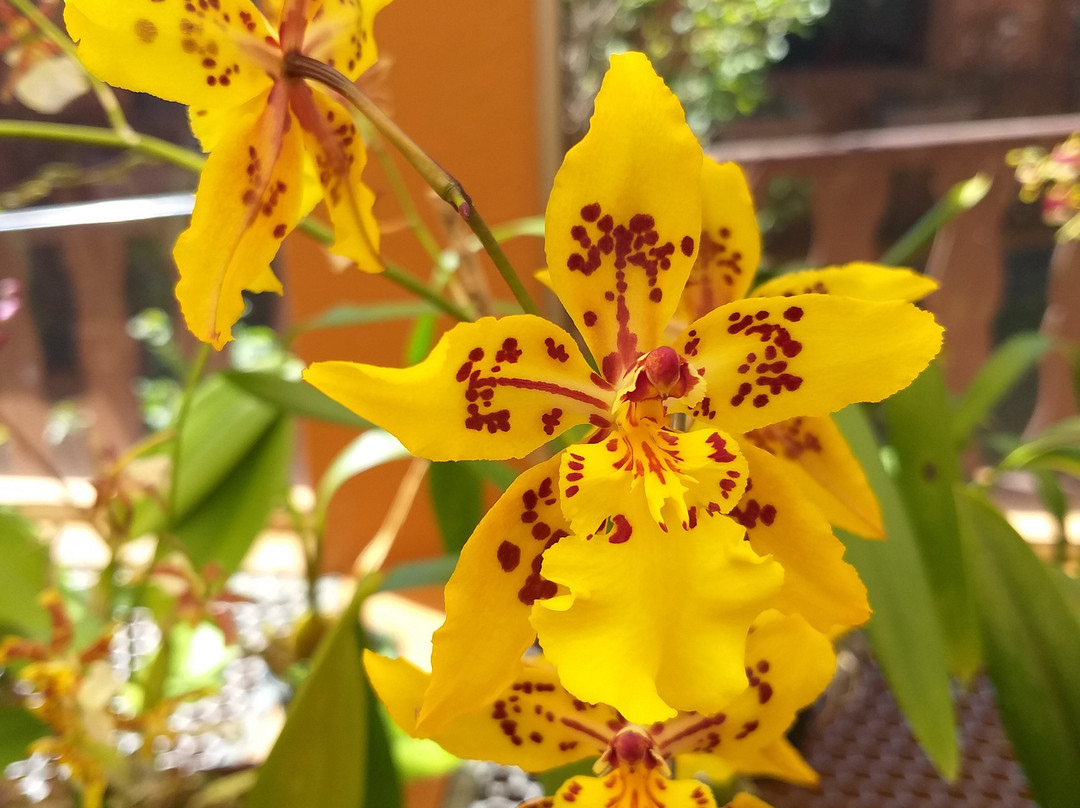 Orquidário MV景点图片