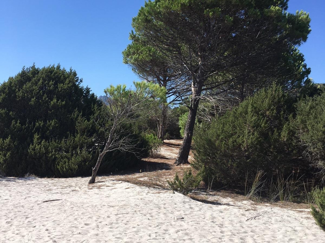 Spiaggia di Cala Ginepro景点图片