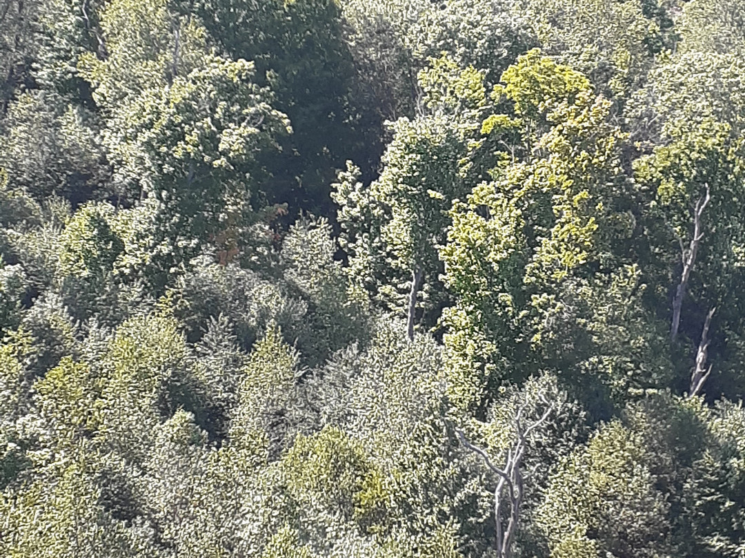 Pennsylvania Wilds景点图片