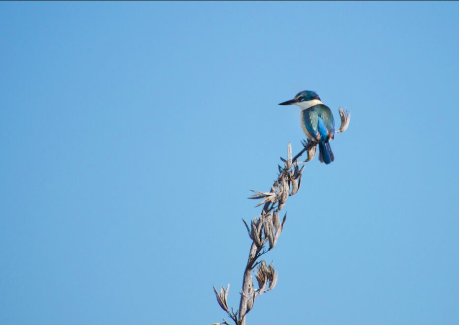 Waikanae Estuary Scientific Reserve景点图片