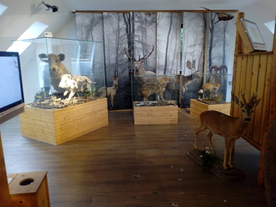 Kőhalmy Hunting Museum景点图片