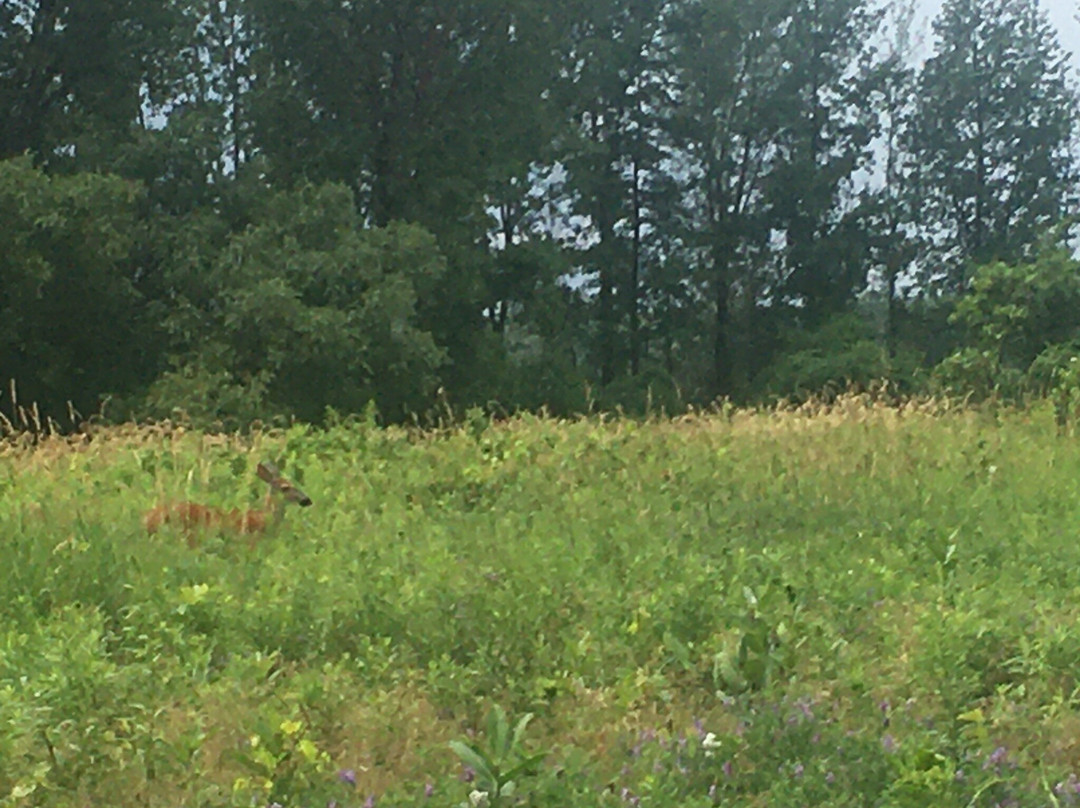Parc Des Iles de Boucherville-Boucherville必去景点