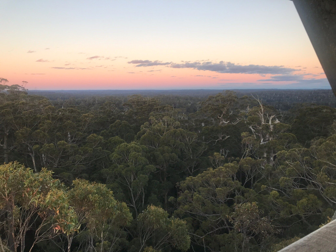 Dave Evans Bicentennial Tree-彭伯顿必去景点