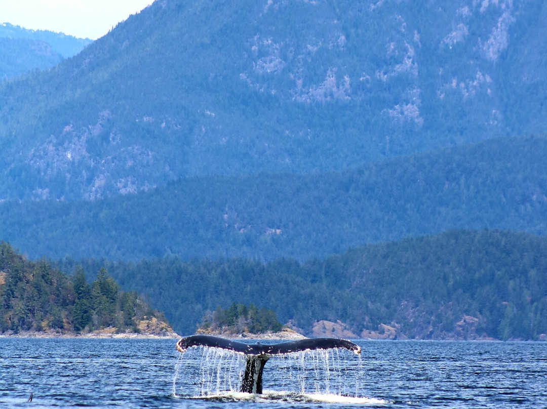 Campbell River Whale Watching and Adventure Tours-坎贝尔里弗必去景点