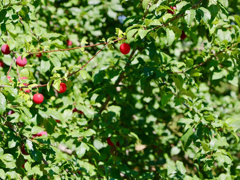 Veio Quarter Horses-罗马必去景点