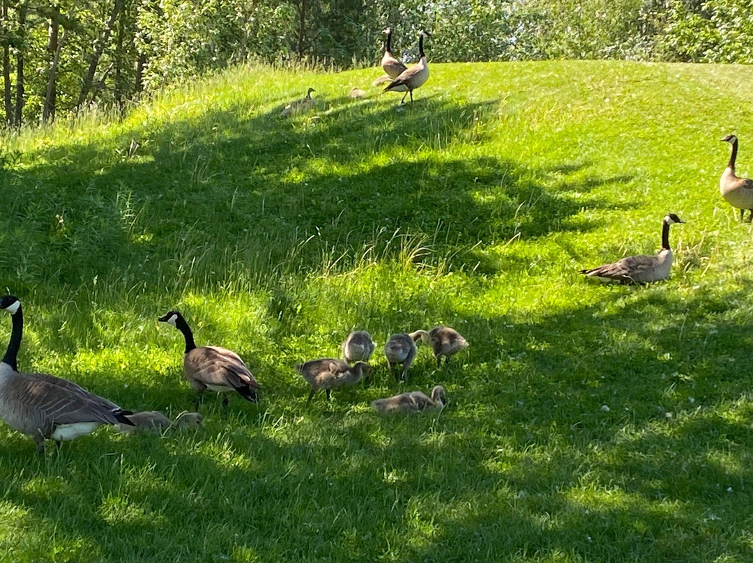 Goose Hummock Golf Resort-Gibbons必去景点