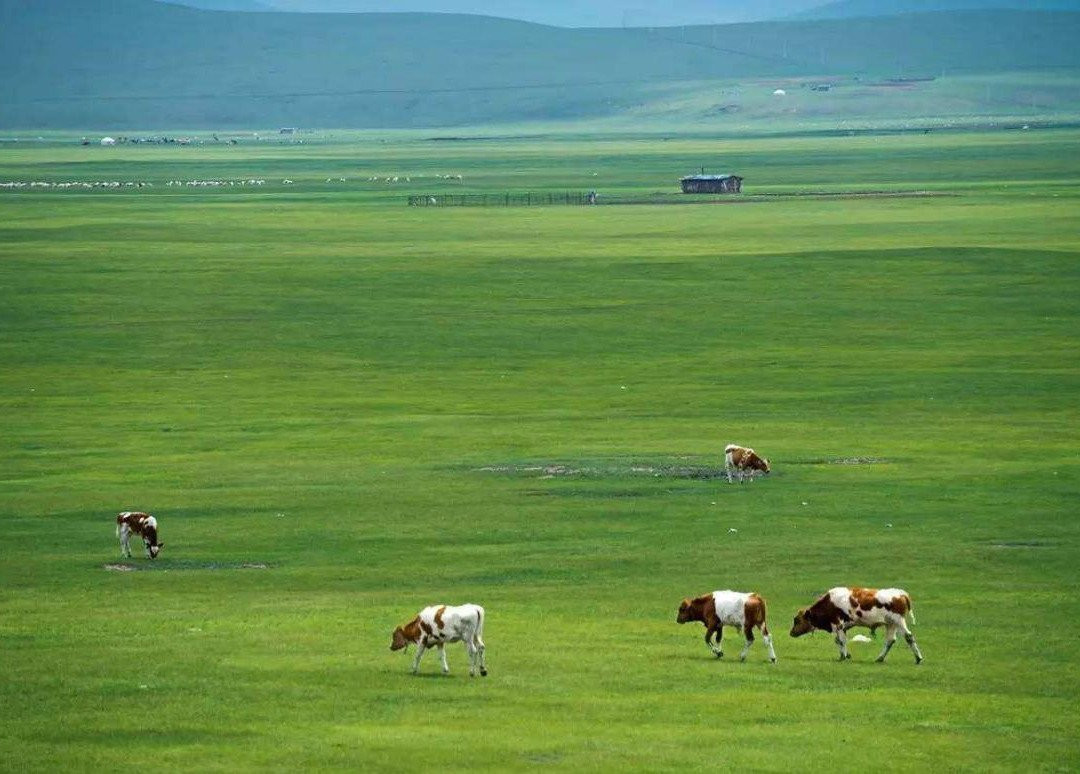 Private Tour Guide-呼伦贝尔市必去景点