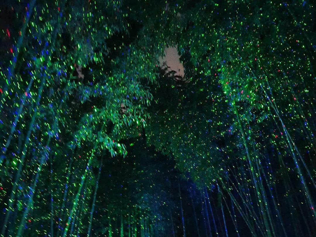 Taehwa River Seepri Bamboo Grove-蔚山必去景点