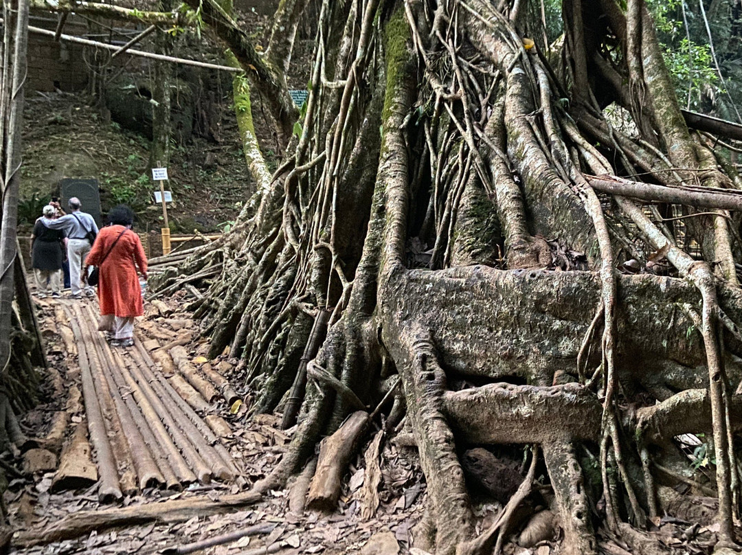 Roots Bridges景点图片