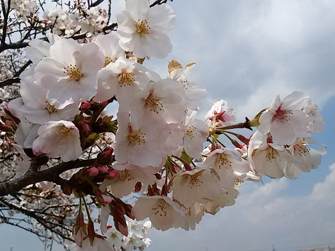 Kaizogawa Riverbank景点图片