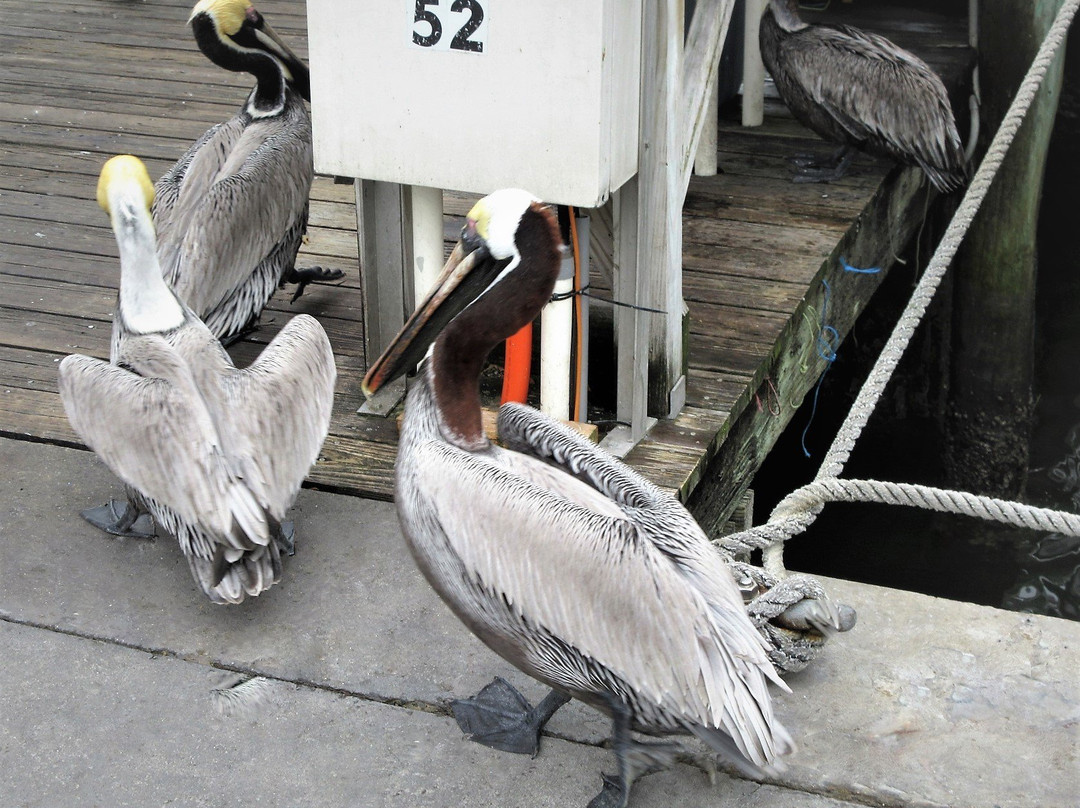 Clearwater Beach Marina-克利尔沃特必去景点