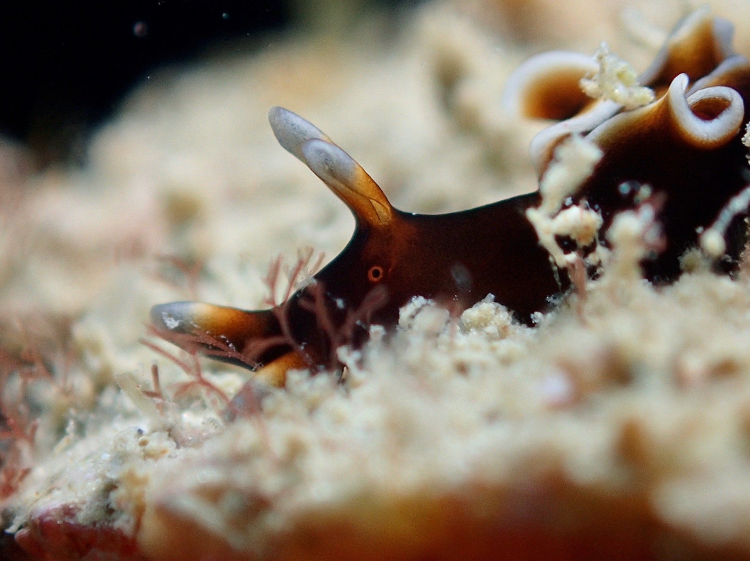 Amigo Dive Center-刁曼岛必去景点