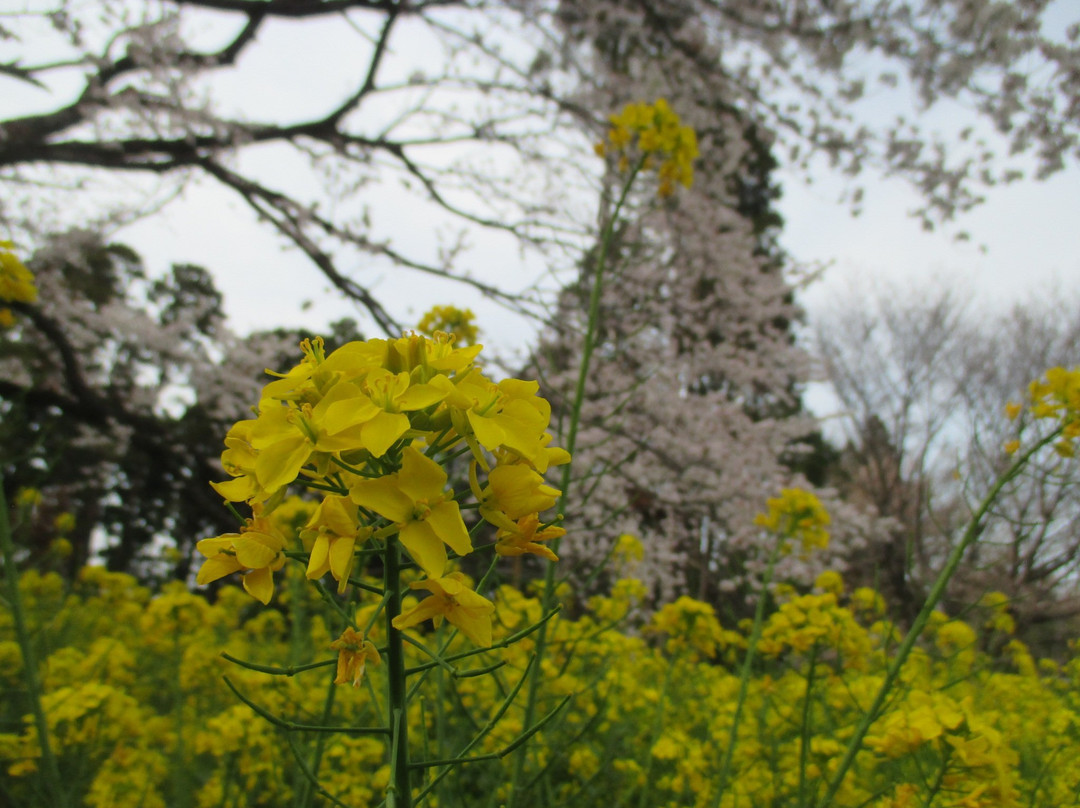 Obyo Cherry Blossom-市原市必去景点