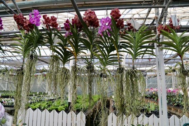 Orchids by Hausermann-Villa Park必去景点