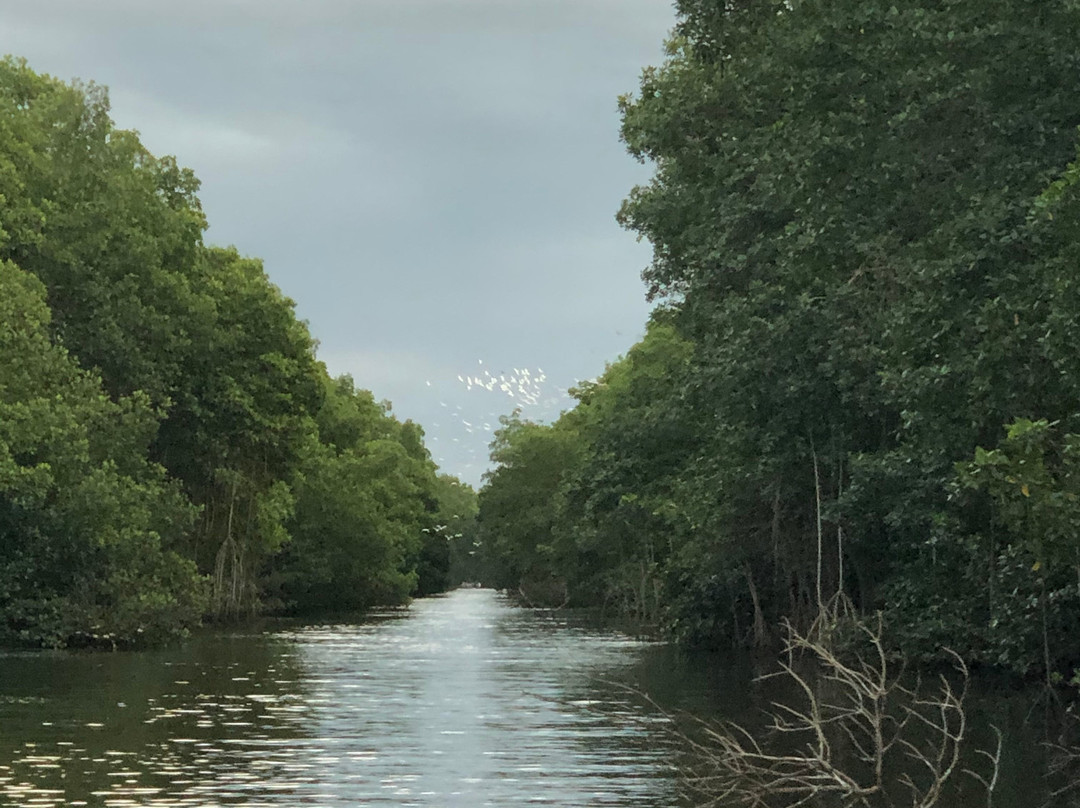 Caroni Swamp-St. Ann's必去景点