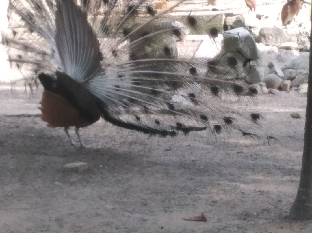 Labuan Bird Park-纳闽必去景点