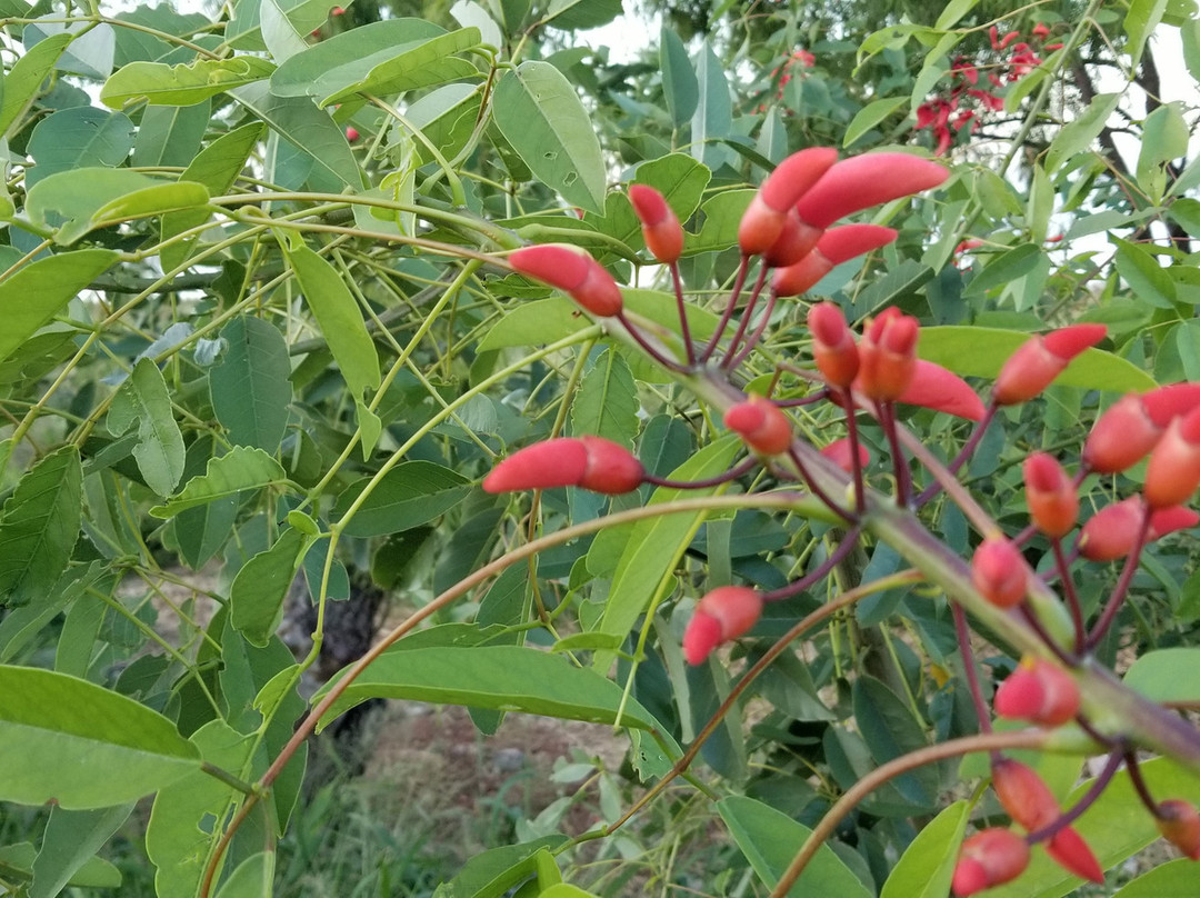 Aguila Grande Fuera del Tiempo Park-圣伊西德罗必去景点