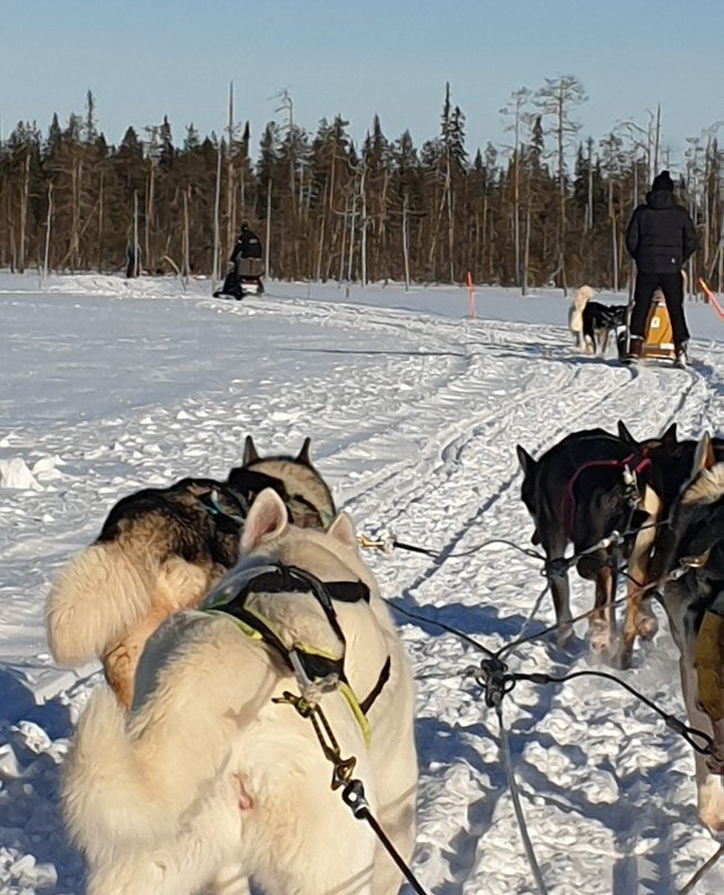 Arctic Husky Farm-Pelkosenniemi必去景点