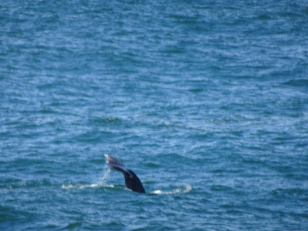 Rocky Creek State Scenic Viewpoint-Depoe Bay必去景点