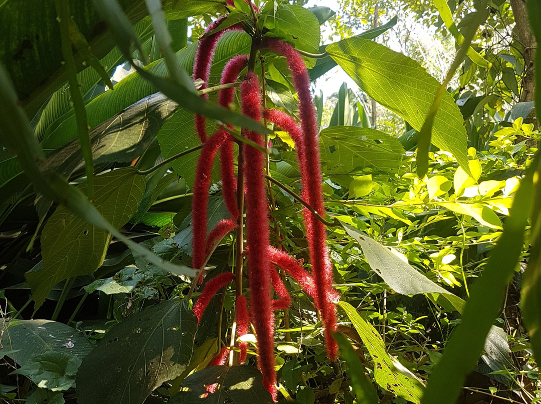Deepa World Spice and Ayurvedic Garden景点图片