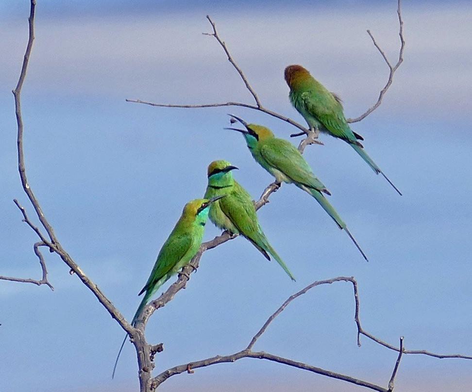 Coco Shambhala主图