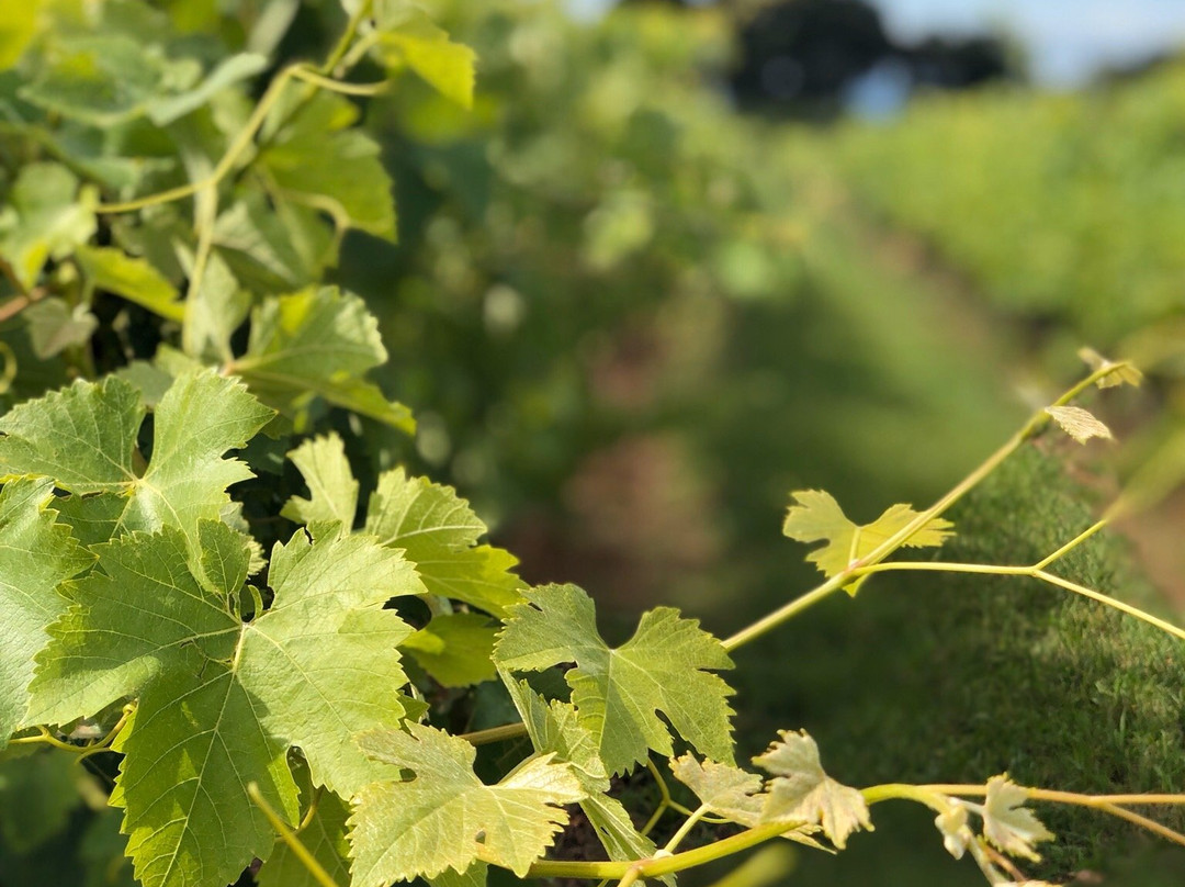 Elmswood Estate Winery-Seville必去景点