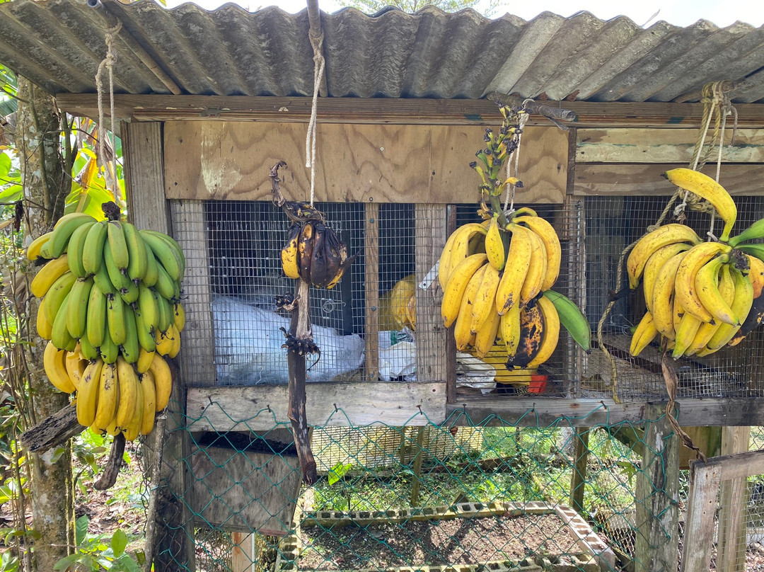 Hacienda De Café Pomarrosa-庞塞必去景点