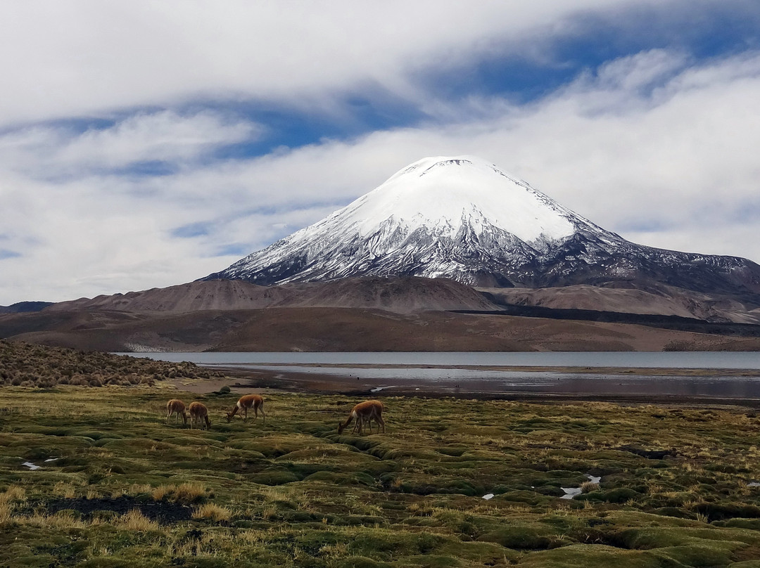 Parinacota Volcano-Putre必去景点