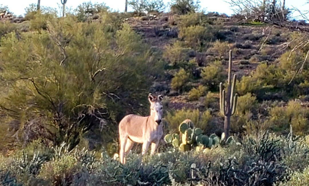 Size Matters-Buckeye必去景点