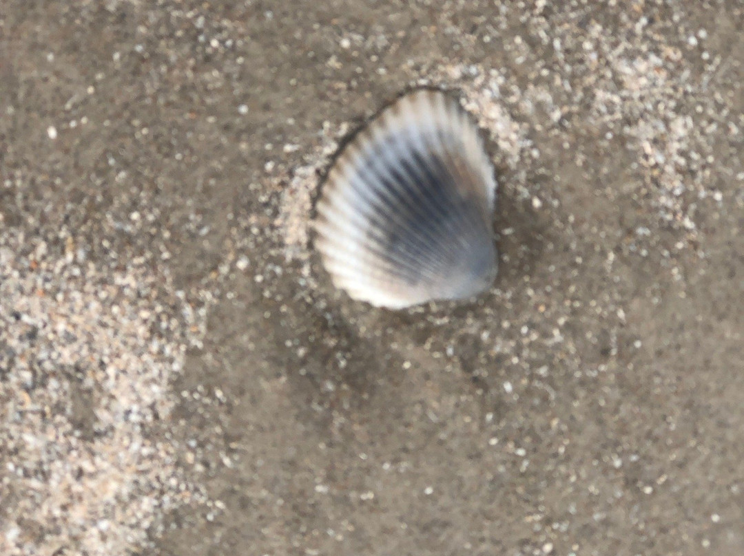 Michael J. Ellis Beach & Seawall-科珀斯克里斯蒂市必去景点