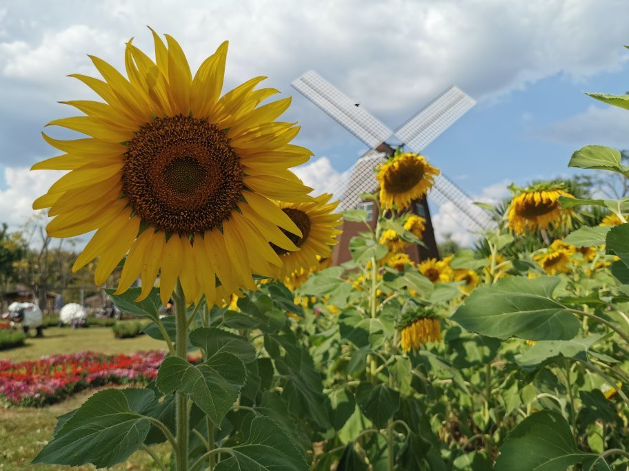 Viva Foresta Farm-那艾安必去景点