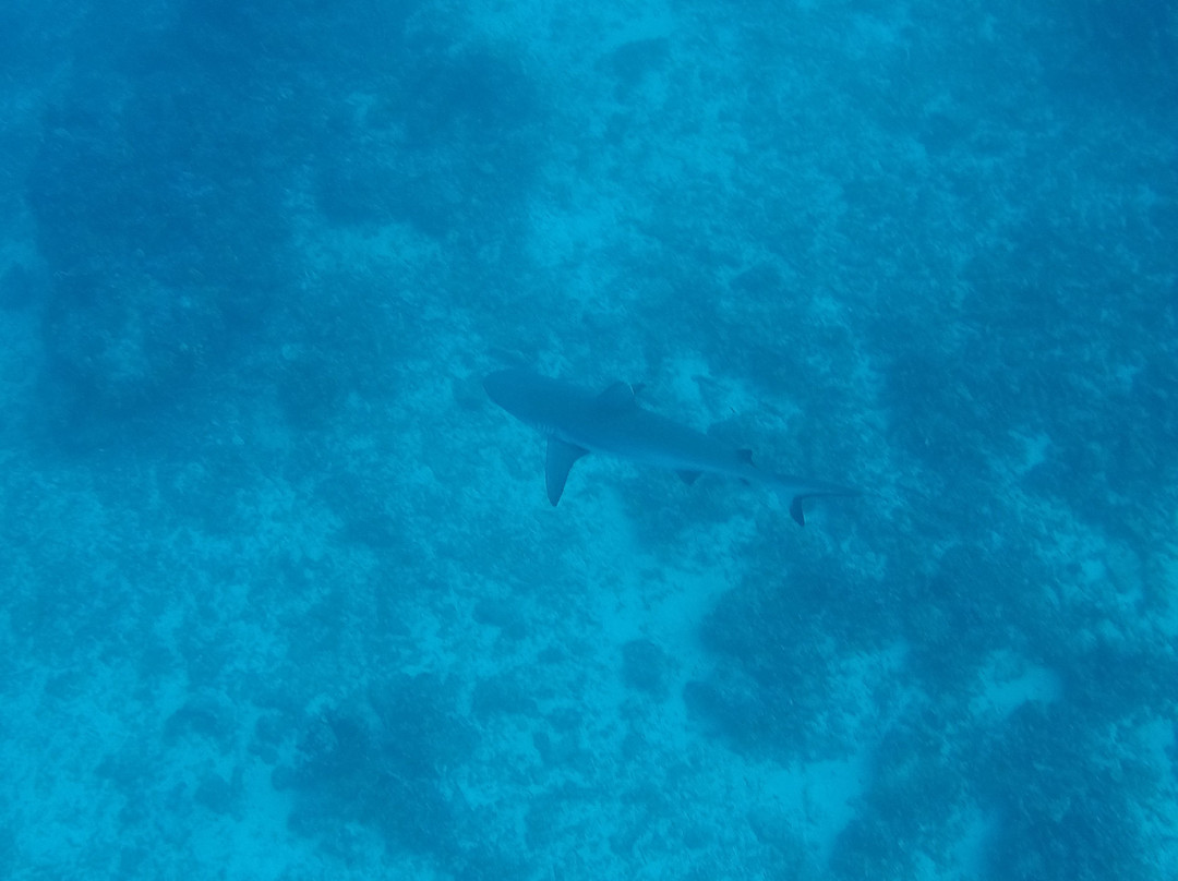 Eco Dive Club景点图片