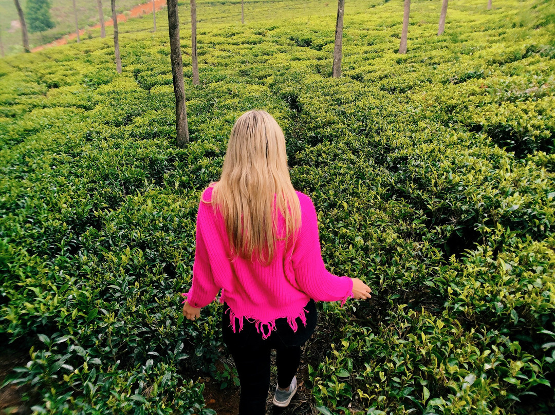 Tranquilitea Gourmet Nilgiri Teas景点图片